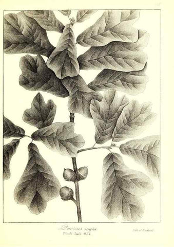 Reproducción/Reproduction 49122440068: A flora of the State of New-York, comprising full descriptions of all the indigenous and naturalized plants hitherto discovered in the state;. Albany,Carroll and Cook, Printers to the Assembly,1843.. 