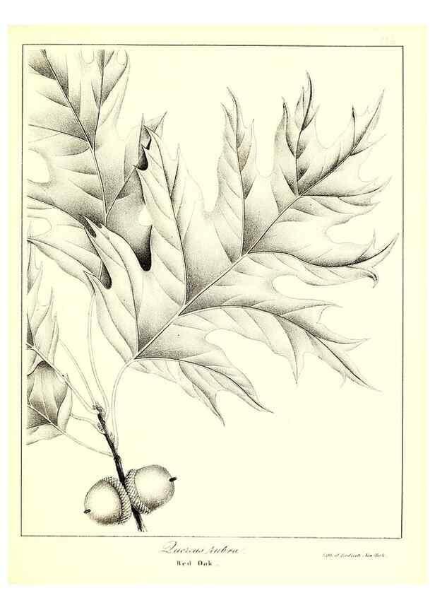 Reproducción/Reproduction 49122440518: A flora of the State of New-York, comprising full descriptions of all the indigenous and naturalized plants hitherto discovered in the state;. Albany,Carroll and Cook, Printers to the Assembly,1843.. 
