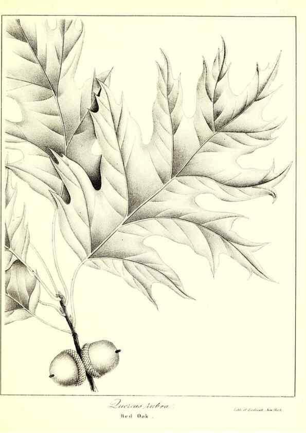 Reproducción/Reproduction 49122440518: A flora of the State of New-York, comprising full descriptions of all the indigenous and naturalized plants hitherto discovered in the state;. Albany,Carroll and Cook, Printers to the Assembly,1843.. 