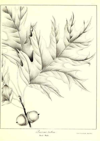 Reproducción/Reproduction 49122440518: A flora of the State of New-York, comprising full descriptions of all the indigenous and naturalized plants hitherto discovered in the state;. Albany,Carroll and Cook, Printers to the Assembly,1843.. 