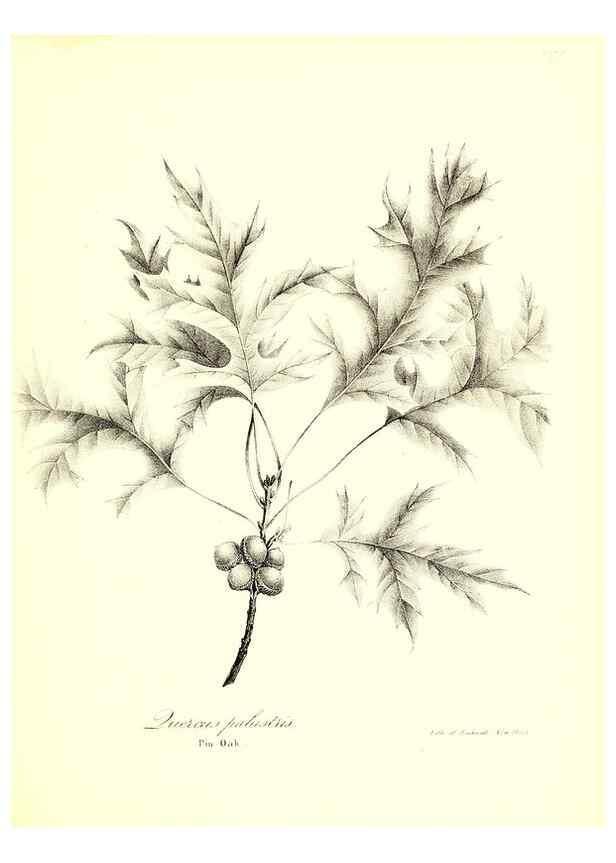 Reproducción/Reproduction 49122440928: A flora of the State of New-York, comprising full descriptions of all the indigenous and naturalized plants hitherto discovered in the state;. Albany,Carroll and Cook, Printers to the Assembly,1843.. 