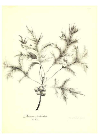 Reproducción/Reproduction 49122440928: A flora of the State of New-York, comprising full descriptions of all the indigenous and naturalized plants hitherto discovered in the state;. Albany,Carroll and Cook, Printers to the Assembly,1843.. 