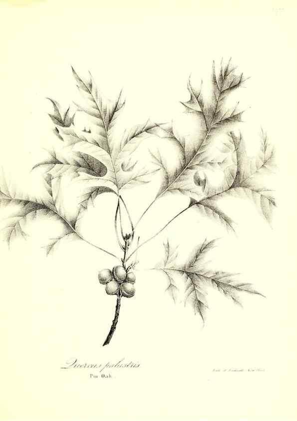 Reproducción/Reproduction 49122440928: A flora of the State of New-York, comprising full descriptions of all the indigenous and naturalized plants hitherto discovered in the state;. Albany,Carroll and Cook, Printers to the Assembly,1843.. 