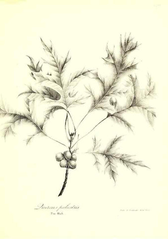 Reproducción/Reproduction 49122440928: A flora of the State of New-York, comprising full descriptions of all the indigenous and naturalized plants hitherto discovered in the state;. Albany,Carroll and Cook, Printers to the Assembly,1843.. 
