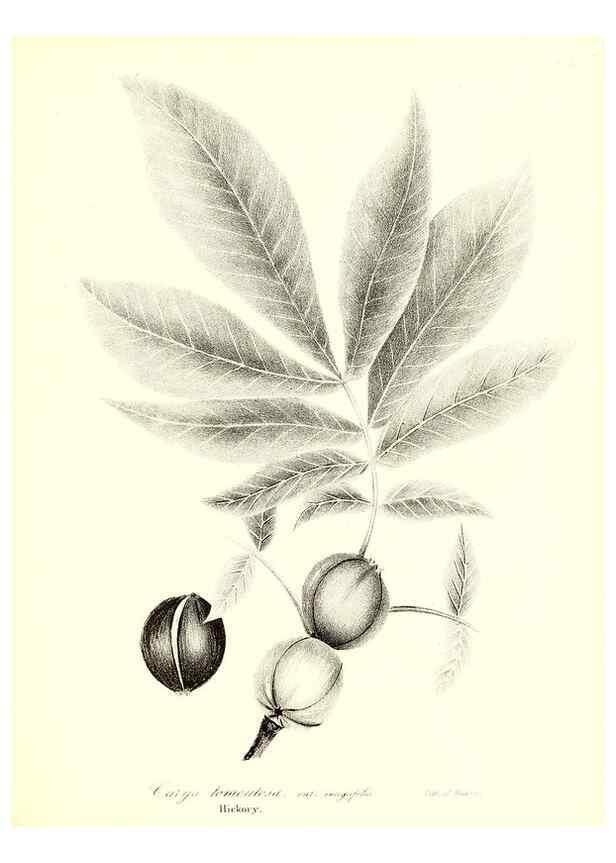 Reproducción/Reproduction 49122437643: A flora of the State of New-York, comprising full descriptions of all the indigenous and naturalized plants hitherto discovered in the state;. Albany,Carroll and Cook, Printers to the Assembly,1843.. 