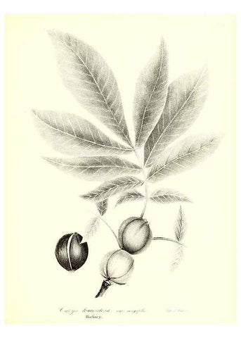 Reproducción/Reproduction 49122437643: A flora of the State of New-York, comprising full descriptions of all the indigenous and naturalized plants hitherto discovered in the state;. Albany,Carroll and Cook, Printers to the Assembly,1843.. 