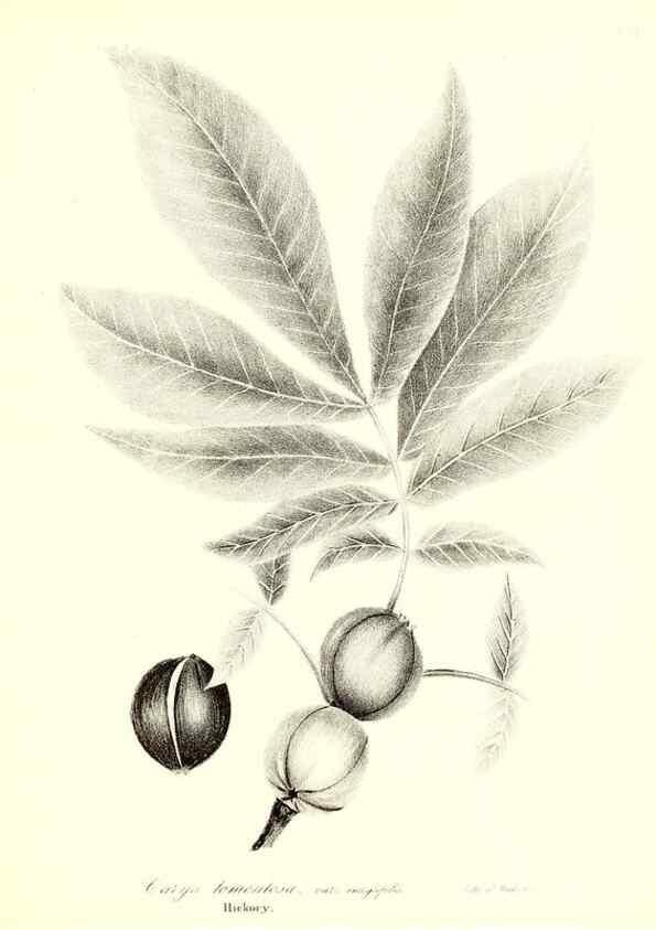Reproducción/Reproduction 49122437643: A flora of the State of New-York, comprising full descriptions of all the indigenous and naturalized plants hitherto discovered in the state;. Albany,Carroll and Cook, Printers to the Assembly,1843.. 