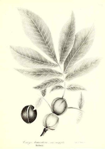 Reproducción/Reproduction 49122437643: A flora of the State of New-York, comprising full descriptions of all the indigenous and naturalized plants hitherto discovered in the state;. Albany,Carroll and Cook, Printers to the Assembly,1843.. 