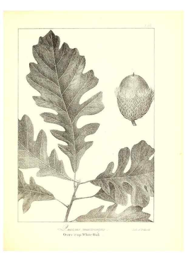 Reproducción/Reproduction 49122441373: A flora of the State of New-York, comprising full descriptions of all the indigenous and naturalized plants hitherto discovered in the state;. Albany,Carroll and Cook, Printers to the Assembly,1843.. 