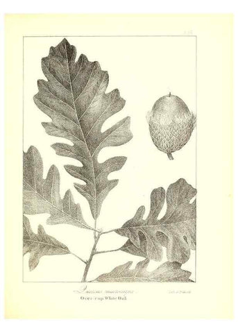 Reproducción/Reproduction 49122441373: A flora of the State of New-York, comprising full descriptions of all the indigenous and naturalized plants hitherto discovered in the state;. Albany,Carroll and Cook, Printers to the Assembly,1843.. 