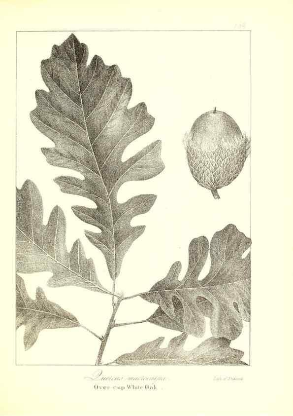 Reproducción/Reproduction 49122441373: A flora of the State of New-York, comprising full descriptions of all the indigenous and naturalized plants hitherto discovered in the state;. Albany,Carroll and Cook, Printers to the Assembly,1843.. 