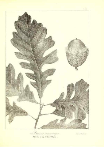 Reproducción/Reproduction 49122441373: A flora of the State of New-York, comprising full descriptions of all the indigenous and naturalized plants hitherto discovered in the state;. Albany,Carroll and Cook, Printers to the Assembly,1843.. 