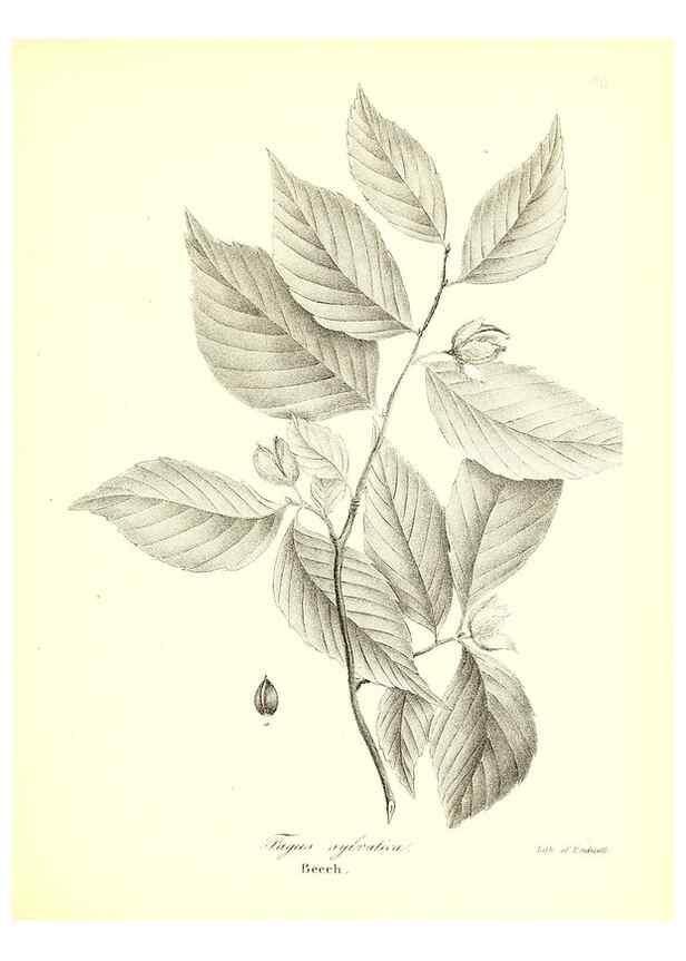 Reproducción/Reproduction 49123131422: A flora of the State of New-York, comprising full descriptions of all the indigenous and naturalized plants hitherto discovered in the state;. Albany,Carroll and Cook, Printers to the Assembly,1843.. 