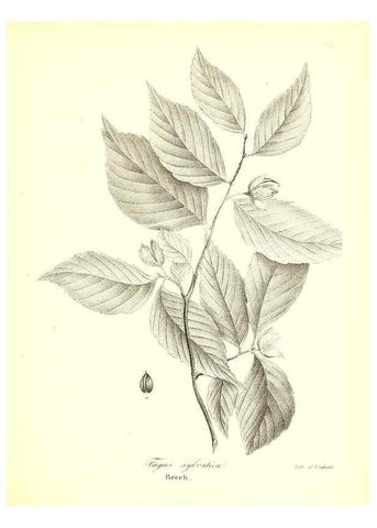 Reproducción/Reproduction 49123131422: A flora of the State of New-York, comprising full descriptions of all the indigenous and naturalized plants hitherto discovered in the state;. Albany,Carroll and Cook, Printers to the Assembly,1843.. 