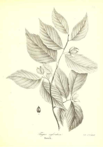Reproducción/Reproduction 49123131422: A flora of the State of New-York, comprising full descriptions of all the indigenous and naturalized plants hitherto discovered in the state;. Albany,Carroll and Cook, Printers to the Assembly,1843.. 