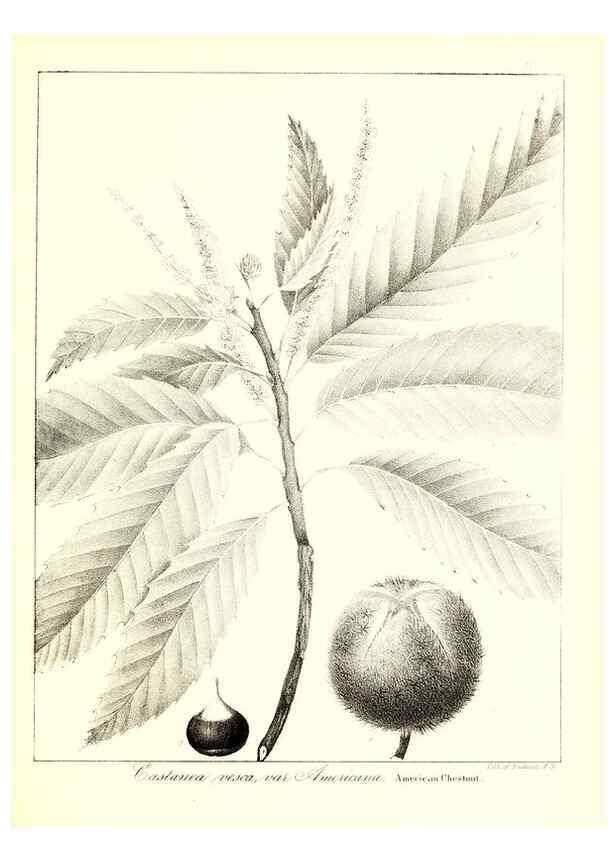 Reproducción/Reproduction 49123131802: A flora of the State of New-York, comprising full descriptions of all the indigenous and naturalized plants hitherto discovered in the state;. Albany,Carroll and Cook, Printers to the Assembly,1843.. 