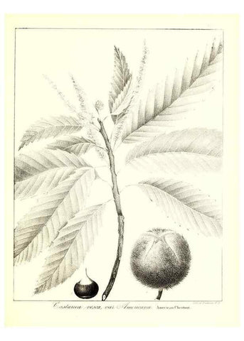 Reproducción/Reproduction 49123131802: A flora of the State of New-York, comprising full descriptions of all the indigenous and naturalized plants hitherto discovered in the state;. Albany,Carroll and Cook, Printers to the Assembly,1843.. 