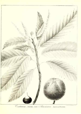 Reproducción/Reproduction 49123131802: A flora of the State of New-York, comprising full descriptions of all the indigenous and naturalized plants hitherto discovered in the state;. Albany,Carroll and Cook, Printers to the Assembly,1843.. 