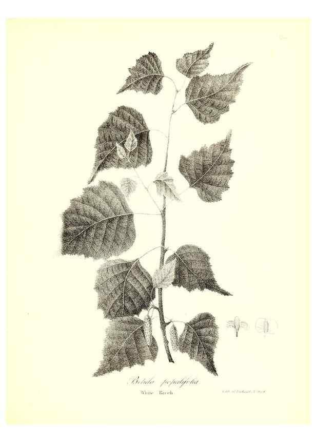 Reproducción/Reproduction 49122945016: A flora of the State of New-York, comprising full descriptions of all the indigenous and naturalized plants hitherto discovered in the state;. Albany,Carroll and Cook, Printers to the Assembly,1843.. 