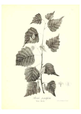Reproducción/Reproduction 49122945016: A flora of the State of New-York, comprising full descriptions of all the indigenous and naturalized plants hitherto discovered in the state;. Albany,Carroll and Cook, Printers to the Assembly,1843.. 