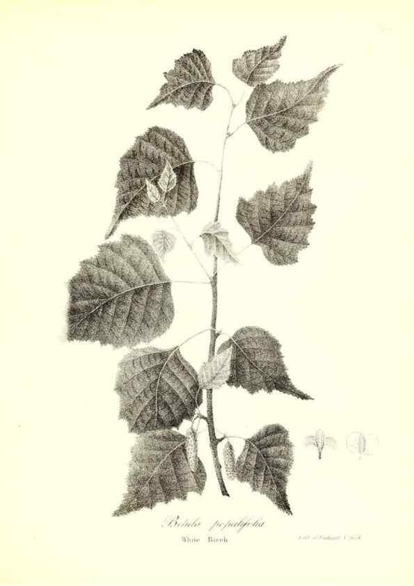 Reproducción/Reproduction 49122945016: A flora of the State of New-York, comprising full descriptions of all the indigenous and naturalized plants hitherto discovered in the state;. Albany,Carroll and Cook, Printers to the Assembly,1843.. 