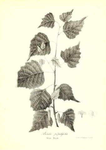 Reproducción/Reproduction 49122945016: A flora of the State of New-York, comprising full descriptions of all the indigenous and naturalized plants hitherto discovered in the state;. Albany,Carroll and Cook, Printers to the Assembly,1843.. 