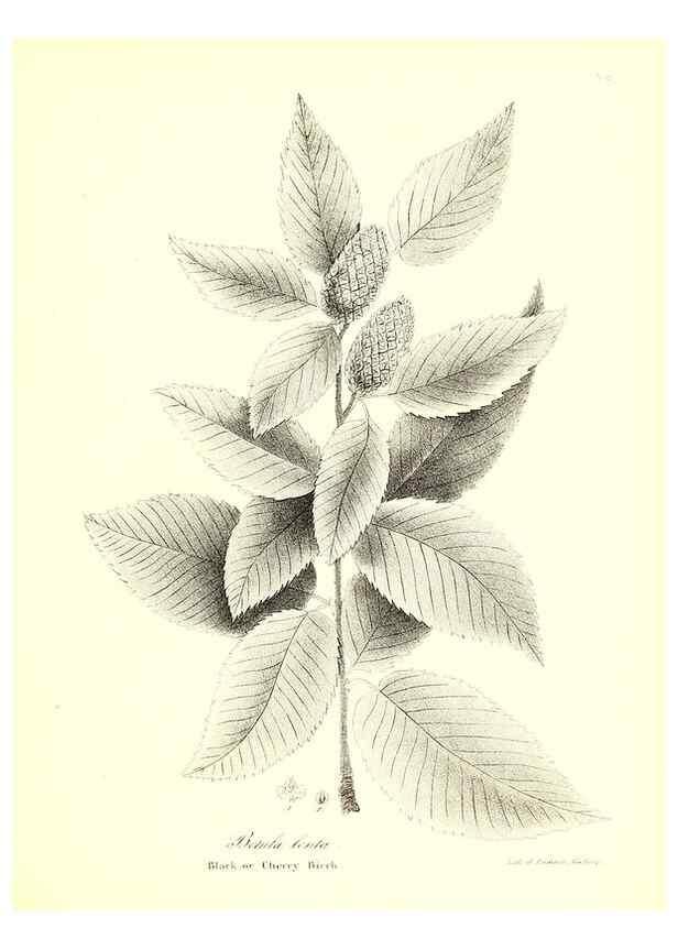 Reproducción/Reproduction 49123132627: A flora of the State of New-York, comprising full descriptions of all the indigenous and naturalized plants hitherto discovered in the state;. Albany,Carroll and Cook, Printers to the Assembly,1843.. 