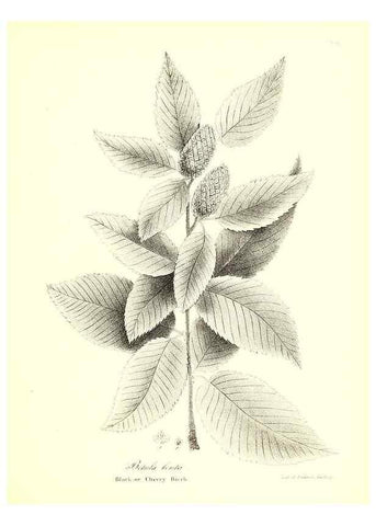 Reproducción/Reproduction 49123132627: A flora of the State of New-York, comprising full descriptions of all the indigenous and naturalized plants hitherto discovered in the state;. Albany,Carroll and Cook, Printers to the Assembly,1843.. 
