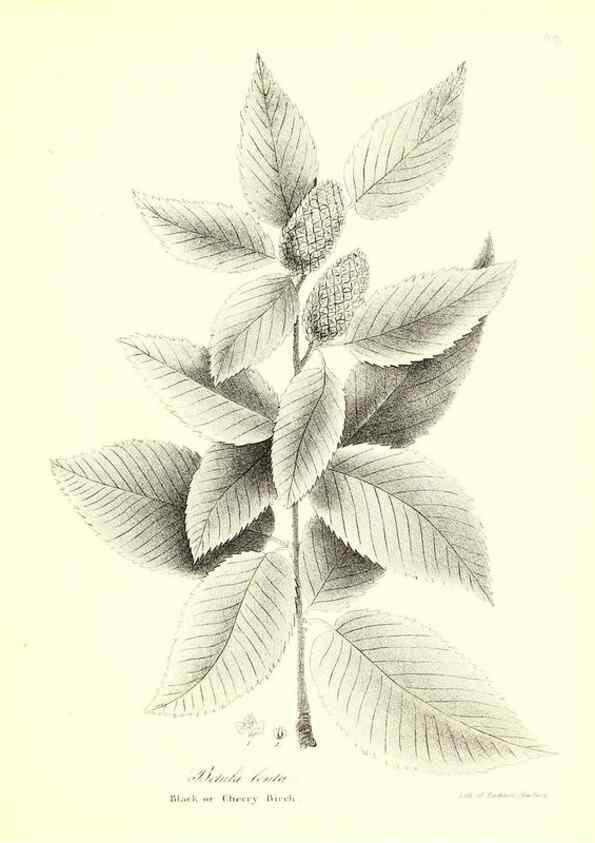 Reproducción/Reproduction 49123132627: A flora of the State of New-York, comprising full descriptions of all the indigenous and naturalized plants hitherto discovered in the state;. Albany,Carroll and Cook, Printers to the Assembly,1843.. 
