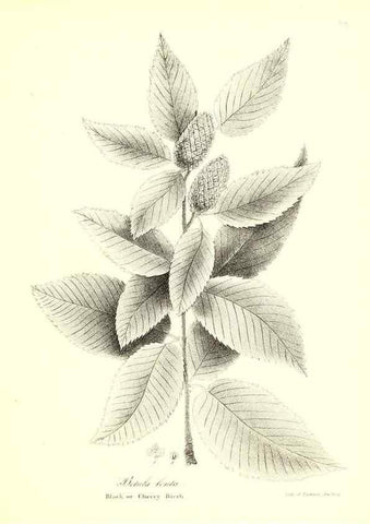 Reproducción/Reproduction 49123132627: A flora of the State of New-York, comprising full descriptions of all the indigenous and naturalized plants hitherto discovered in the state;. Albany,Carroll and Cook, Printers to the Assembly,1843.. 
