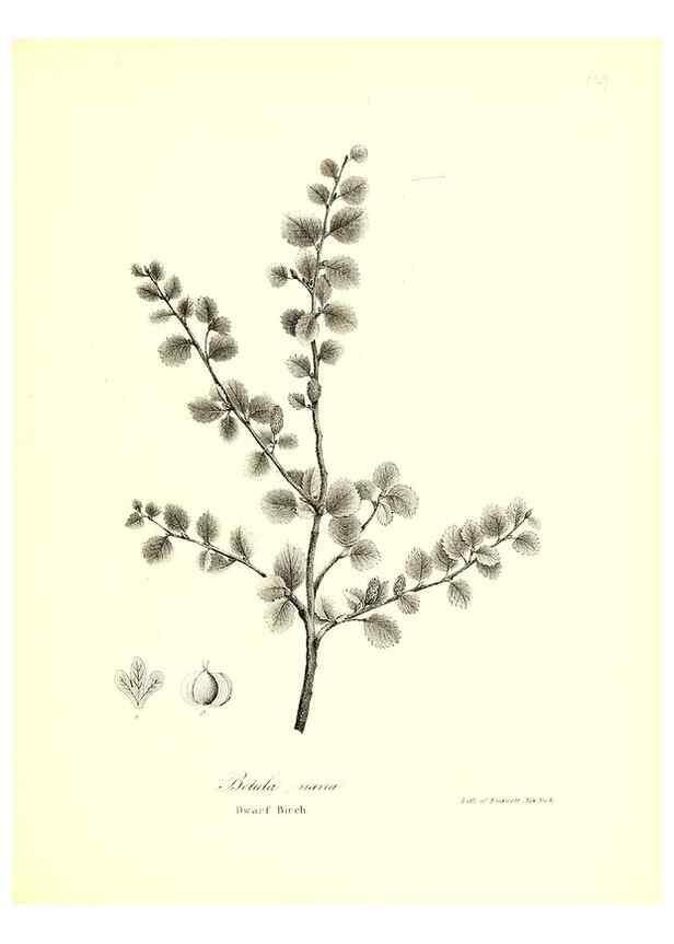 Reproducción/Reproduction 49122444013: A flora of the State of New-York, comprising full descriptions of all the indigenous and naturalized plants hitherto discovered in the state;. Albany,Carroll and Cook, Printers to the Assembly,1843.. 
