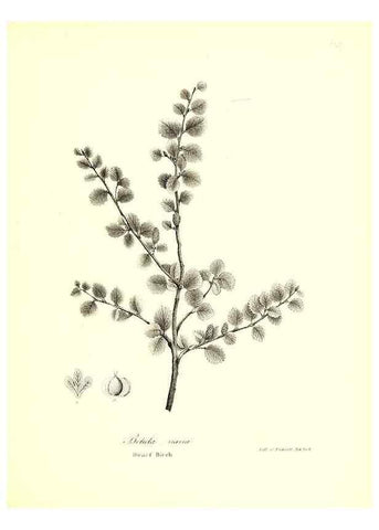 Reproducción/Reproduction 49122444013: A flora of the State of New-York, comprising full descriptions of all the indigenous and naturalized plants hitherto discovered in the state;. Albany,Carroll and Cook, Printers to the Assembly,1843.. 