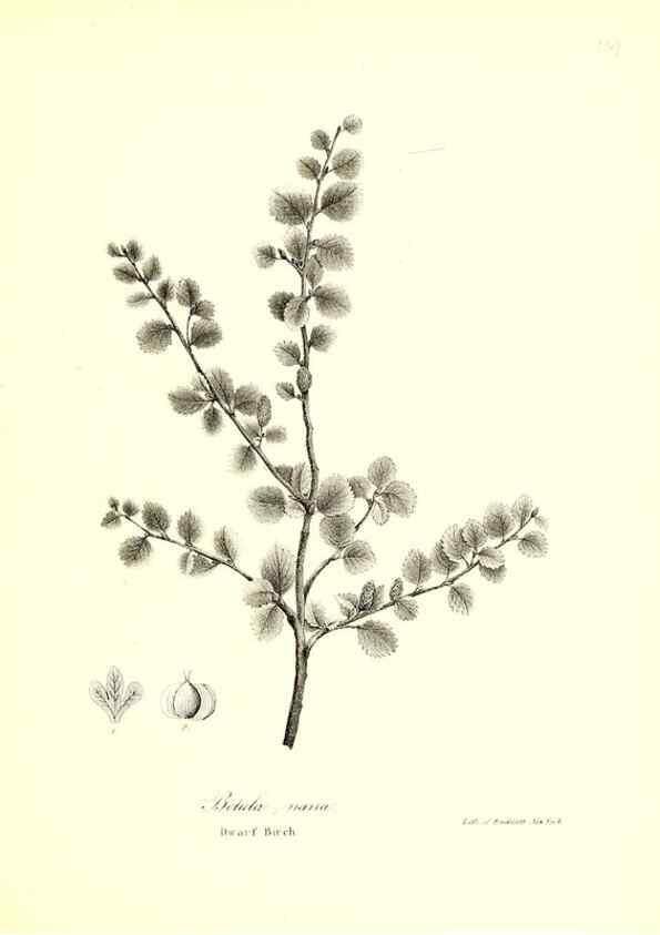 Reproducción/Reproduction 49122444013: A flora of the State of New-York, comprising full descriptions of all the indigenous and naturalized plants hitherto discovered in the state;. Albany,Carroll and Cook, Printers to the Assembly,1843.. 