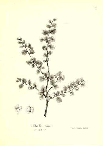 Reproducción/Reproduction 49122444013: A flora of the State of New-York, comprising full descriptions of all the indigenous and naturalized plants hitherto discovered in the state;. Albany,Carroll and Cook, Printers to the Assembly,1843.. 