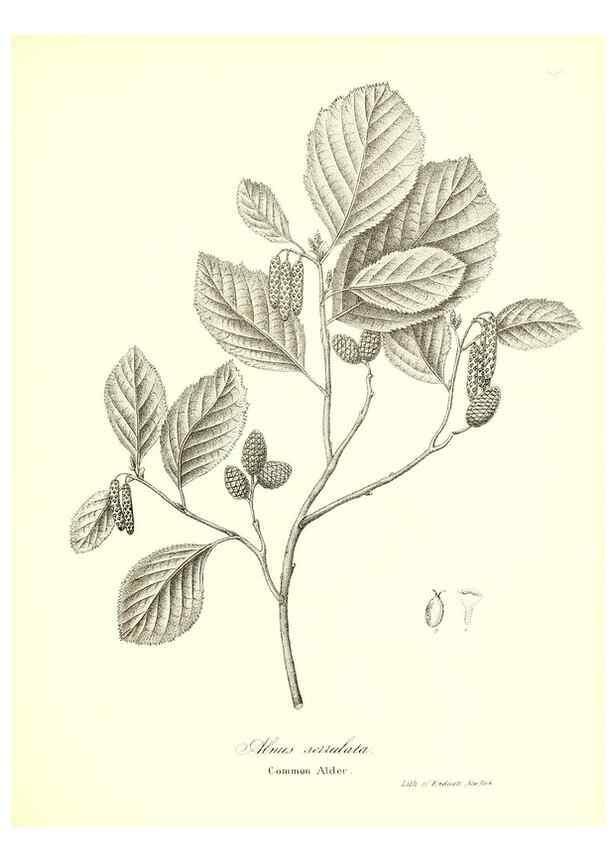 Reproducción/Reproduction 49122946231: A flora of the State of New-York, comprising full descriptions of all the indigenous and naturalized plants hitherto discovered in the state;. Albany,Carroll and Cook, Printers to the Assembly,1843.. 