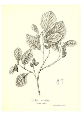 Reproducción/Reproduction 49122946231: A flora of the State of New-York, comprising full descriptions of all the indigenous and naturalized plants hitherto discovered in the state;. Albany,Carroll and Cook, Printers to the Assembly,1843.. 
