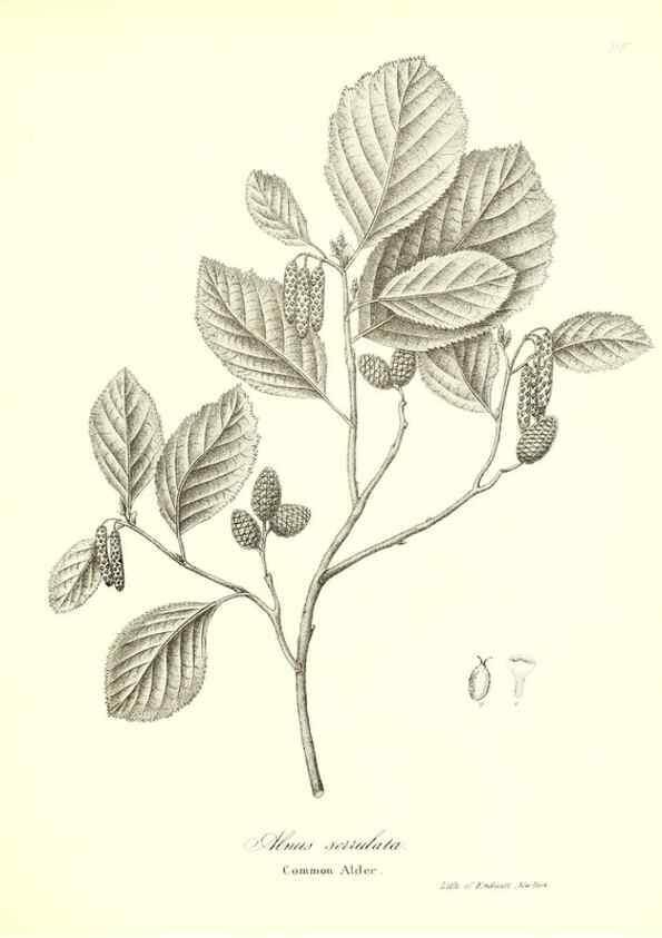 Reproducción/Reproduction 49122946231: A flora of the State of New-York, comprising full descriptions of all the indigenous and naturalized plants hitherto discovered in the state;. Albany,Carroll and Cook, Printers to the Assembly,1843.. 