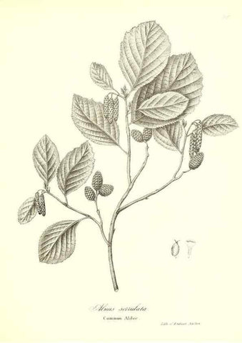 Reproducción/Reproduction 49122946231: A flora of the State of New-York, comprising full descriptions of all the indigenous and naturalized plants hitherto discovered in the state;. Albany,Carroll and Cook, Printers to the Assembly,1843.. 