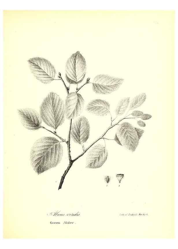 Reproducción/Reproduction 49123134027: A flora of the State of New-York, comprising full descriptions of all the indigenous and naturalized plants hitherto discovered in the state;. Albany,Carroll and Cook, Printers to the Assembly,1843.. 