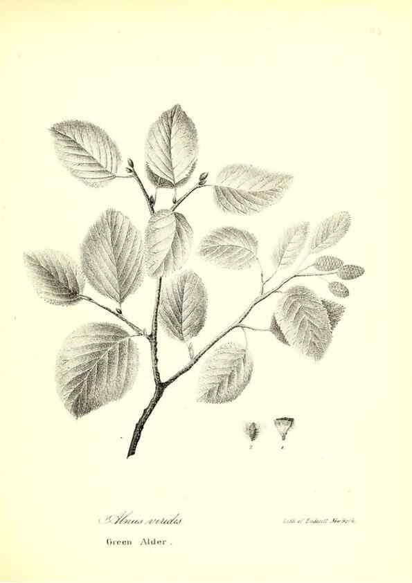 Reproducción/Reproduction 49123134027: A flora of the State of New-York, comprising full descriptions of all the indigenous and naturalized plants hitherto discovered in the state;. Albany,Carroll and Cook, Printers to the Assembly,1843.. 