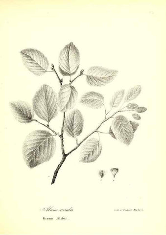 Reproducción/Reproduction 49123134027: A flora of the State of New-York, comprising full descriptions of all the indigenous and naturalized plants hitherto discovered in the state;. Albany,Carroll and Cook, Printers to the Assembly,1843.. 