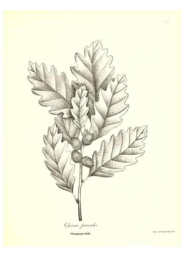 Reproducción/Reproduction 49123131037: A flora of the State of New-York, comprising full descriptions of all the indigenous and naturalized plants hitherto discovered in the state;. Albany,Carroll and Cook, Printers to the Assembly,1843.. 