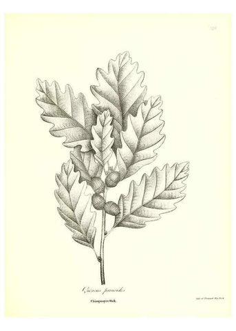 Reproducción/Reproduction 49123131037: A flora of the State of New-York, comprising full descriptions of all the indigenous and naturalized plants hitherto discovered in the state;. Albany,Carroll and Cook, Printers to the Assembly,1843.. 