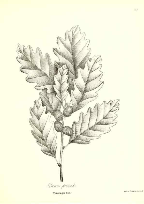 Reproducción/Reproduction 49123131037: A flora of the State of New-York, comprising full descriptions of all the indigenous and naturalized plants hitherto discovered in the state;. Albany,Carroll and Cook, Printers to the Assembly,1843.. 