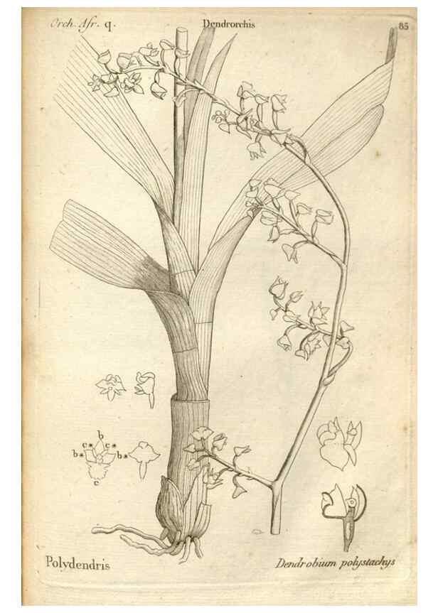 Reproducción/Reproduction 49121632242: Histoire particulière des plantes Orchidées recueillies sur les trois îles australes d'Afrique, de France, de Bourbon et de Madagascar /. Paris :L'auteur,1822.. 