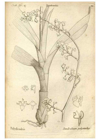 Reproducción/Reproduction 49121632242: Histoire particulière des plantes Orchidées recueillies sur les trois îles australes d'Afrique, de France, de Bourbon et de Madagascar /. Paris :L'auteur,1822.. 