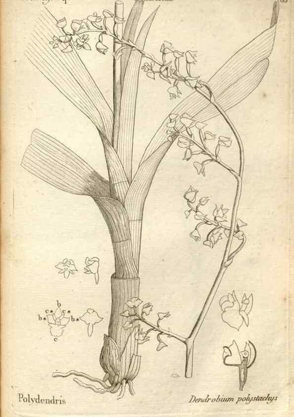 Reproducción/Reproduction 49121632242: Histoire particulière des plantes Orchidées recueillies sur les trois îles australes d'Afrique, de France, de Bourbon et de Madagascar /. Paris :L'auteur,1822.. 