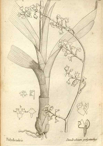 Reproducción/Reproduction 49121632242: Histoire particulière des plantes Orchidées recueillies sur les trois îles australes d'Afrique, de France, de Bourbon et de Madagascar /. Paris :L'auteur,1822.. 