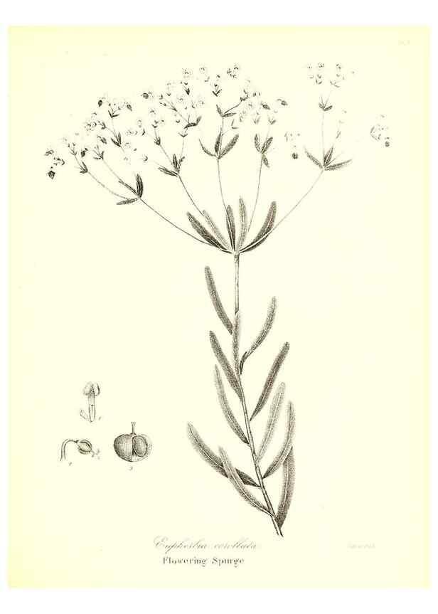 Reproducción/Reproduction 49122939246: A flora of the State of New-York, comprising full descriptions of all the indigenous and naturalized plants hitherto discovered in the state;. Albany,Carroll and Cook, Printers to the Assembly,1843.. 