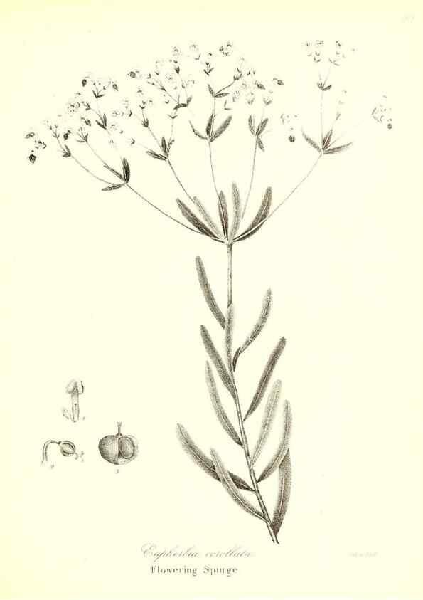 Reproducción/Reproduction 49122939246: A flora of the State of New-York, comprising full descriptions of all the indigenous and naturalized plants hitherto discovered in the state;. Albany,Carroll and Cook, Printers to the Assembly,1843.. 